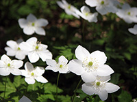 One flower plant