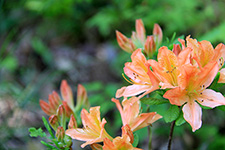 Japanese azalea