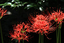 Red spider lily