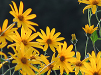 Jerusalem artichoke