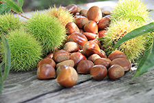 Chestnut