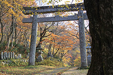 Torii