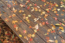 Fallen leaves